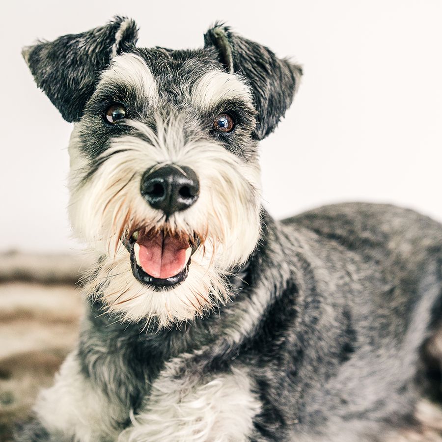 Shop for dog