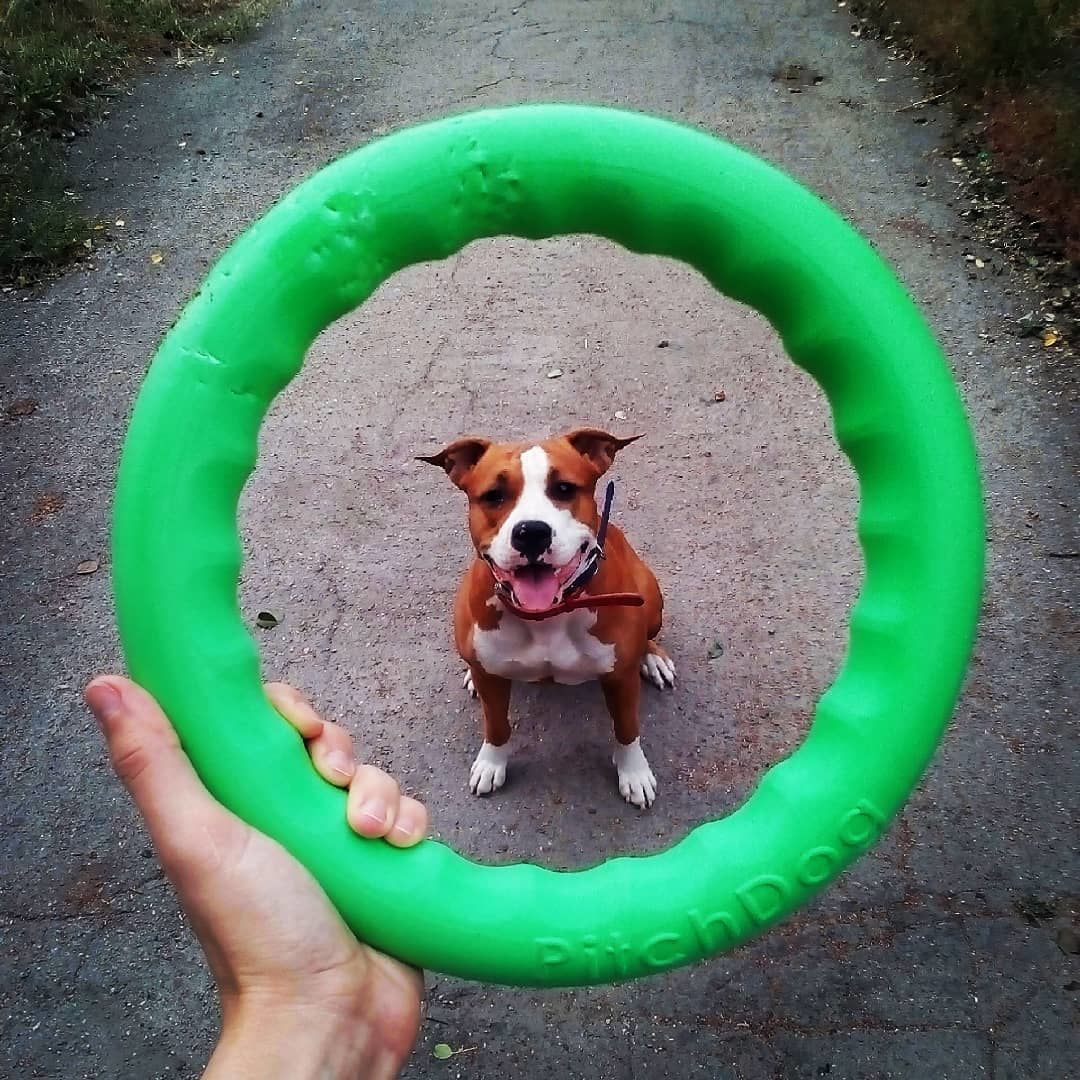 PitchDog Safe and durable Fetch Ring - Dog Toy-Dog Toys-PitchDog-