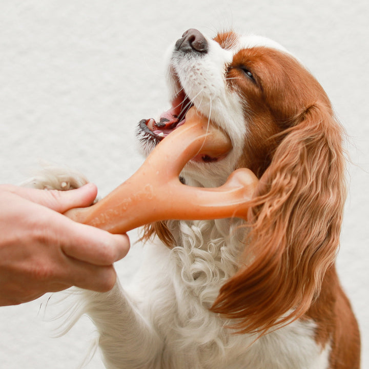 Benebone Chicken Wishbone Dental Chew Dog Toy-Dog Toys - Durable-Benebone-
