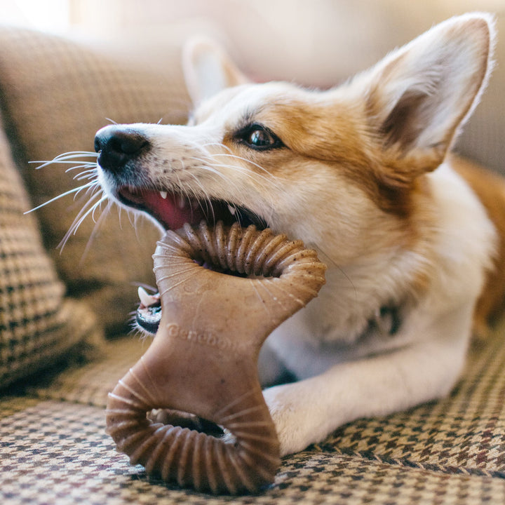 Benebone Bacon Dental Chew Dog Toy-Dog Toys - Durable-Benebone-