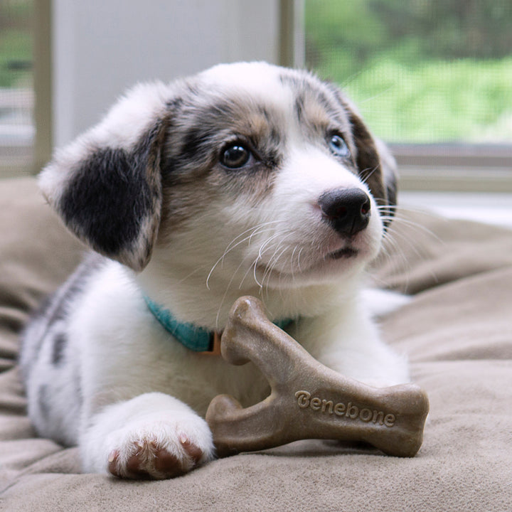Benebone Bacon Puppy Wishbone Dental Chew Dog Toy-Dog Toys - Durable-Benebone-