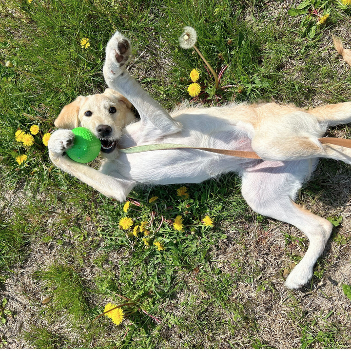 PitchDog Sportball - Durable Dog Toy-Dog Toys-PitchDog-