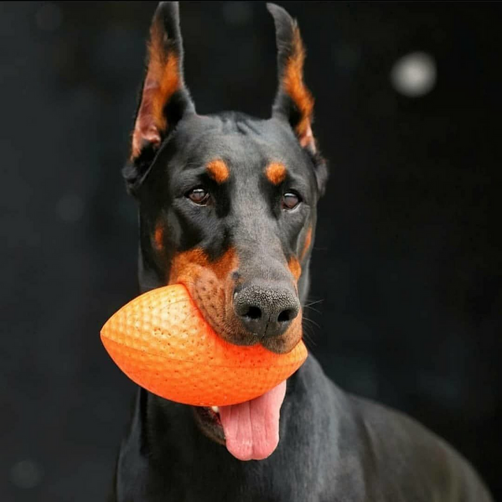 PitchDog Sportball - Durable Dog Toy-Dog Toys-PitchDog-