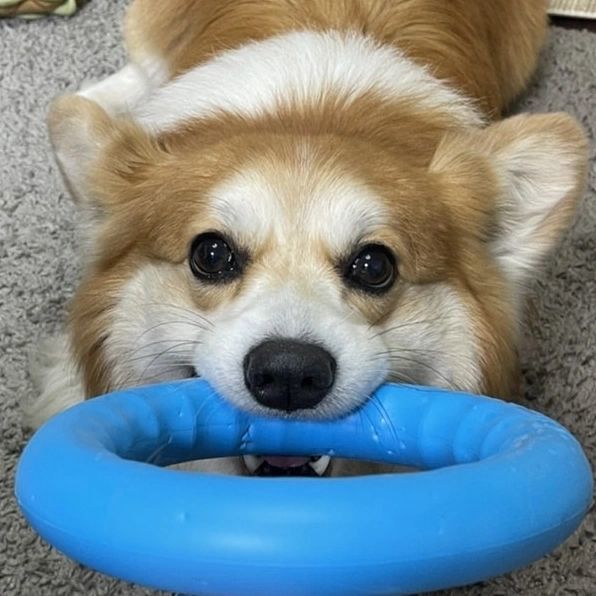 PitchDog Safe and durable Fetch Ring - Dog Toy-Dog Toys-PitchDog-