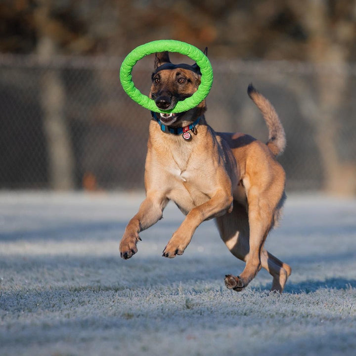 PitchDog Safe and durable Fetch Ring - Dog Toy-Dog Toys-PitchDog-