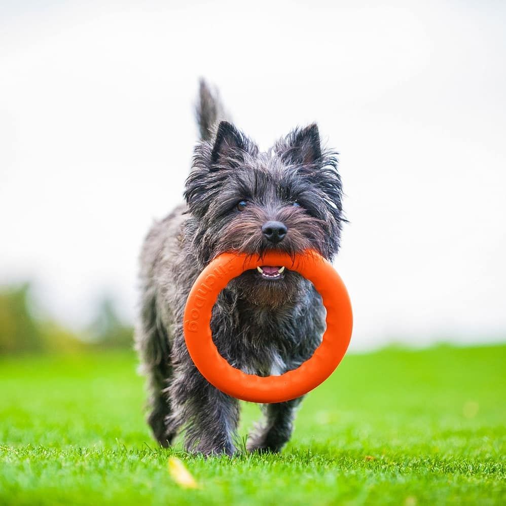 PitchDog Safe and durable Fetch Ring - Dog Toy-Dog Toys-PitchDog-Small 20Cm-Orange-