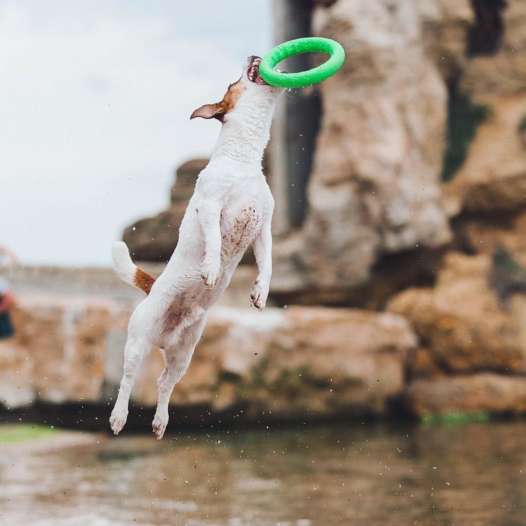 PitchDog Safe and durable Fetch Ring - Dog Toy-Dog Toys-PitchDog-Small 20Cm-Green-