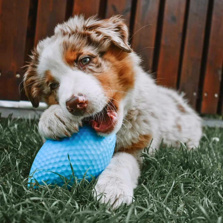 PitchDog Sportball - Durable Dog Toy-Dog Toys-PitchDog-