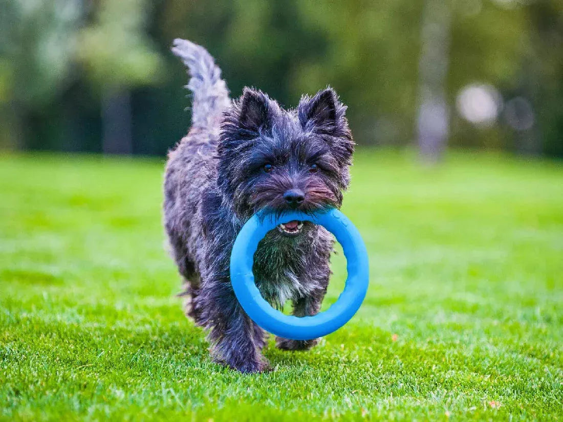 PitchDog Safe and durable Fetch Ring - Dog Toy-Dog Toys-PitchDog-Small 20Cm-Blue-