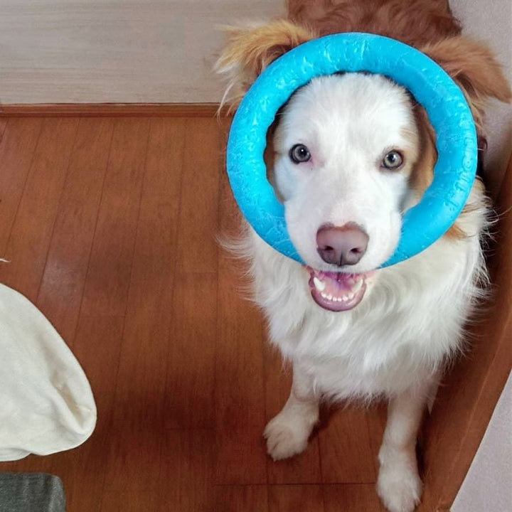 PitchDog Safe and durable Fetch Ring - Dog Toy-Dog Toys-PitchDog-