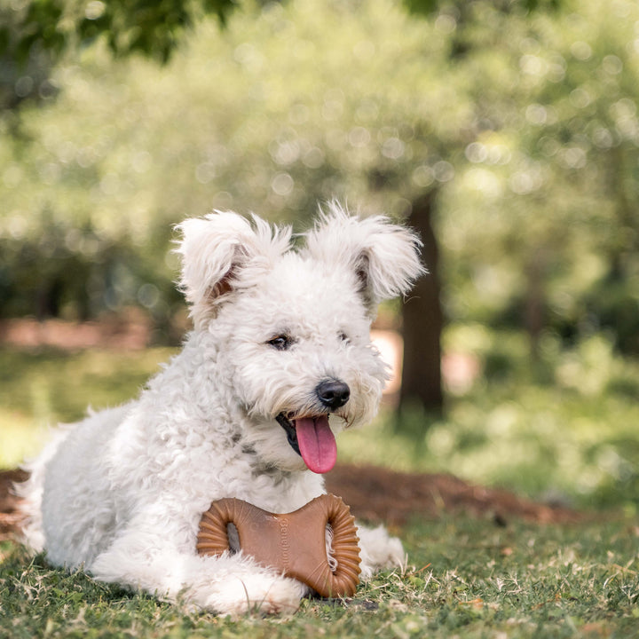 Benebone Bacon Dental Chew Dog Toy-Dog Toys - Durable-Benebone-