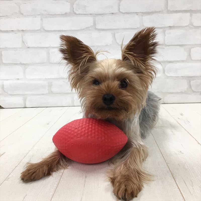 PitchDog Sportball - Durable Dog Toy-Dog Toys-PitchDog-