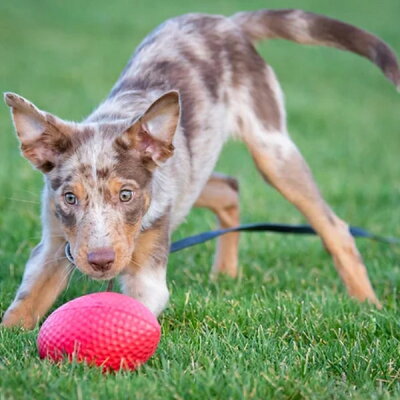 PitchDog Sportball - Durable Dog Toy-Dog Toys-PitchDog-