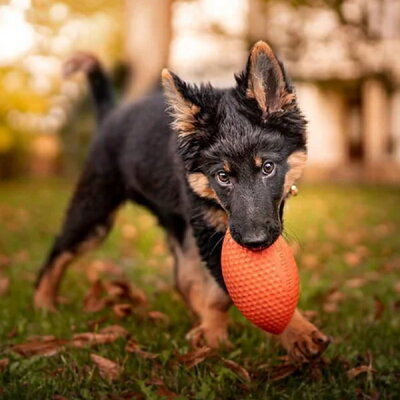 PitchDog Sportball - Durable Dog Toy-Dog Toys-PitchDog-