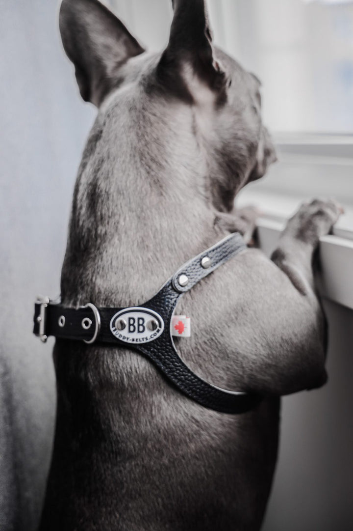 Buddy Belts (BB) Leather Harness – Premium – Black-Pet Collars & Harnesses-Buddy Belts-