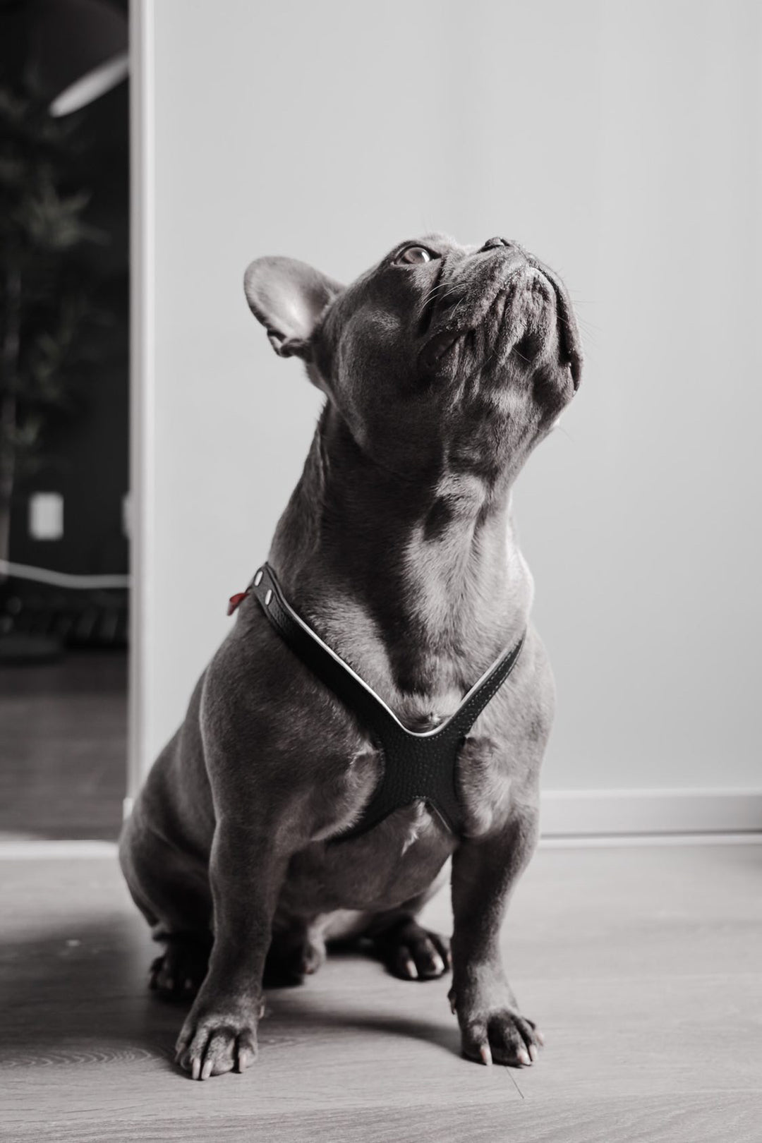 Buddy Belts (BB) Leather Harness – Premium – Black-Pet Collars & Harnesses-Buddy Belts-