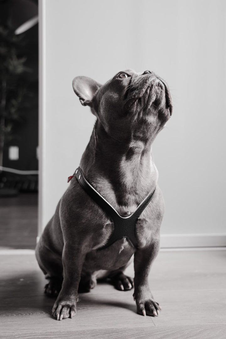 Buddy Belts (BB) Leather Harness – Premium – Black-Pet Collars & Harnesses-Buddy Belts-