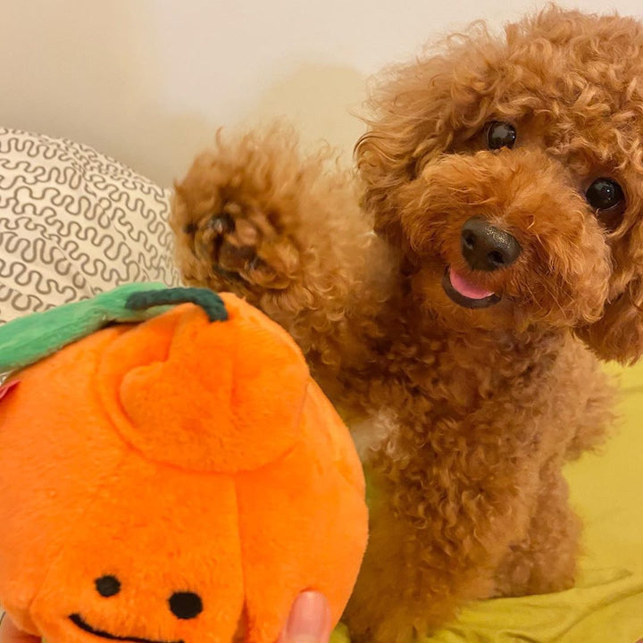 Boredom Buster Pet The Orange Sniff and Seek Interactive Toy for Dogs-Interactive Toy-Muddy Paw Shop-