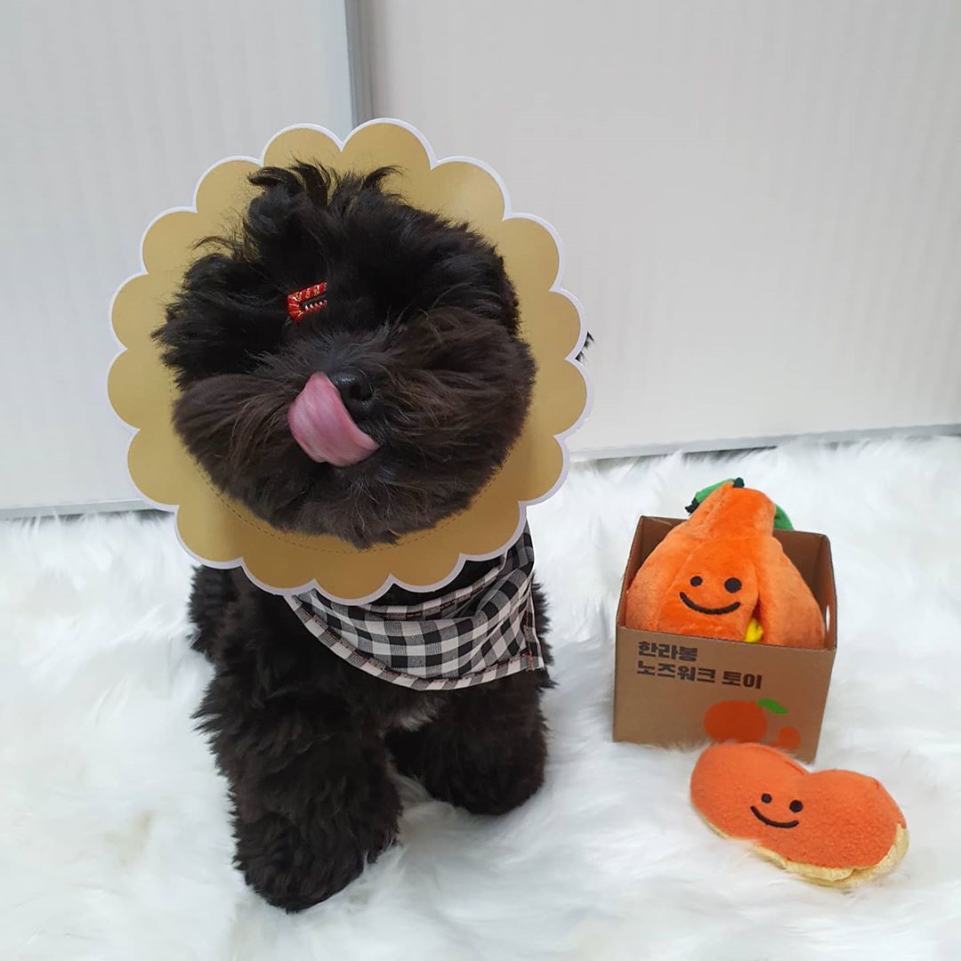 Boredom Buster Pet The Orange Sniff and Seek Interactive Toy for Dogs-Interactive Toy-Muddy Paw Shop-