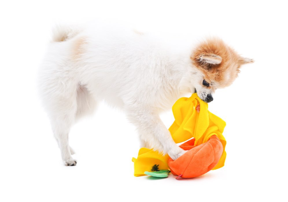 Boredom Buster Pet The Orange Sniff and Seek Interactive Toy for Dogs-Interactive Toy-Muddy Paw Shop-