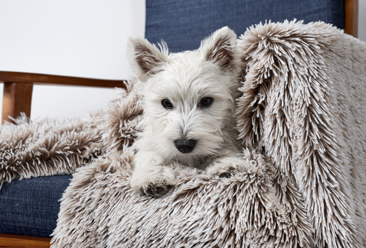 Snooza Calming Cuddler Blanket-Mink-Dog Bed-Snooza-